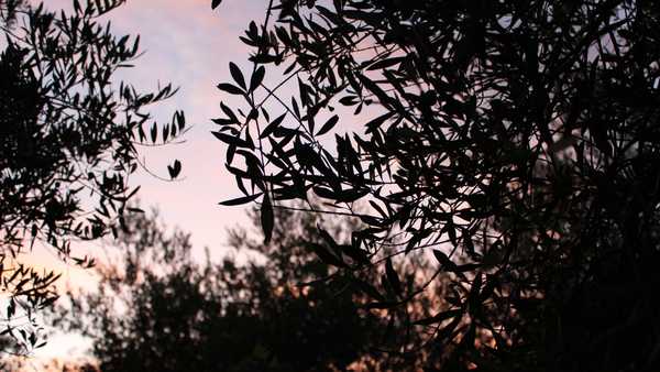 Uliveto al tramonto: scegliere un olio extravergine da regalare
