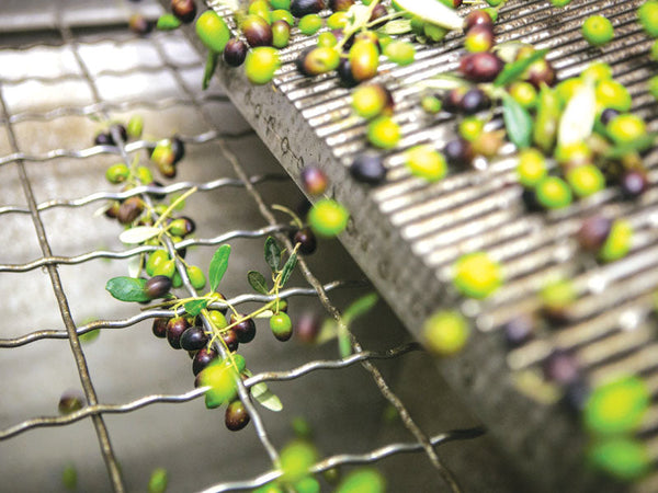 La raccolta delle olive in autunno, quando nasce l'olio nuovo