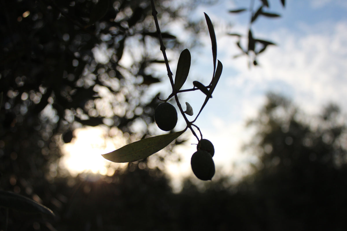 Conservazione dell'olio extravergine al riparo da luce e calore