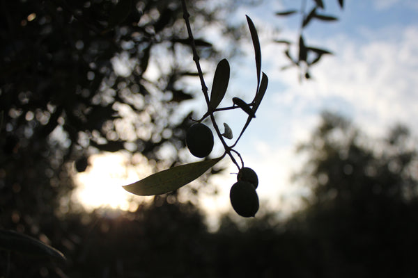 Conservazione dell'olio extravergine al riparo da luce e calore