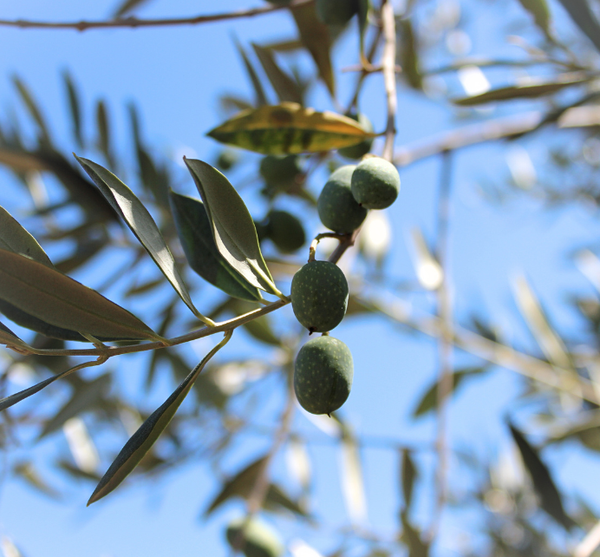 Olive Itrana mature sul ramo negli uliveti di Sonnino
