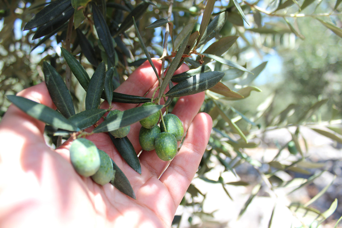 Raccolta a mano delle olive, lavorazione artigianale Colle Bagnoli