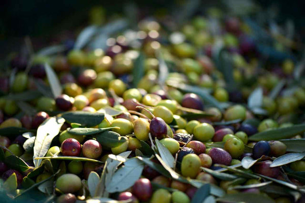 Olive di una sola varietà: la differenza fra monocultivar e blend