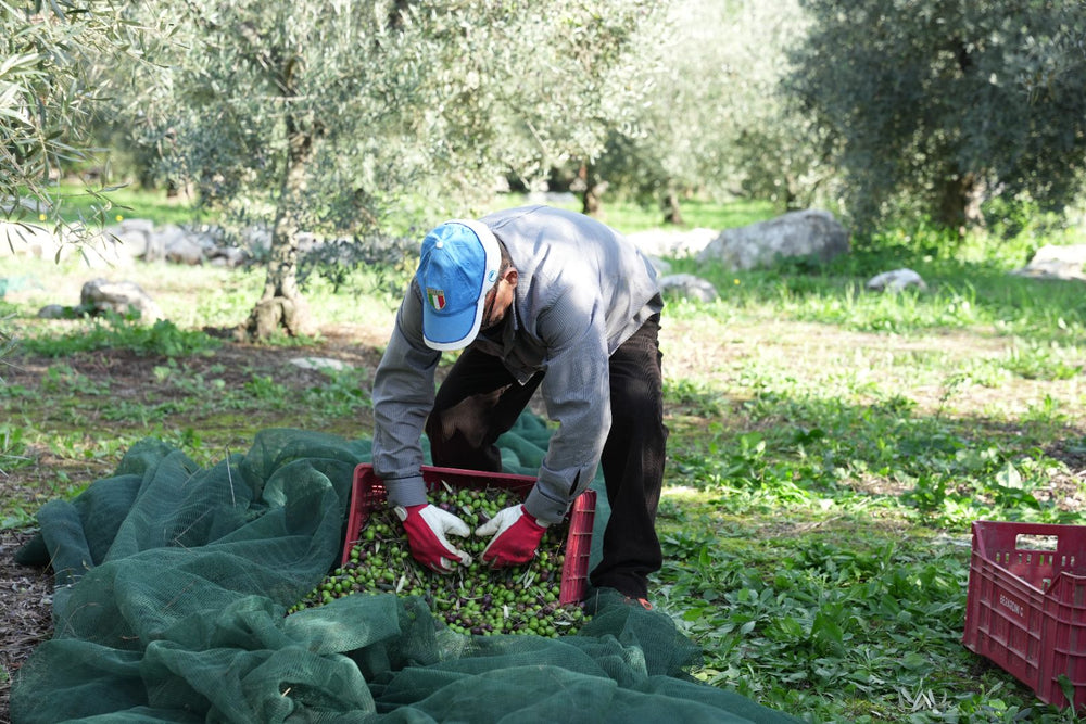Raccolta a mano delle olive Itrana