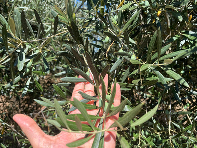 Un ritorno alle origini