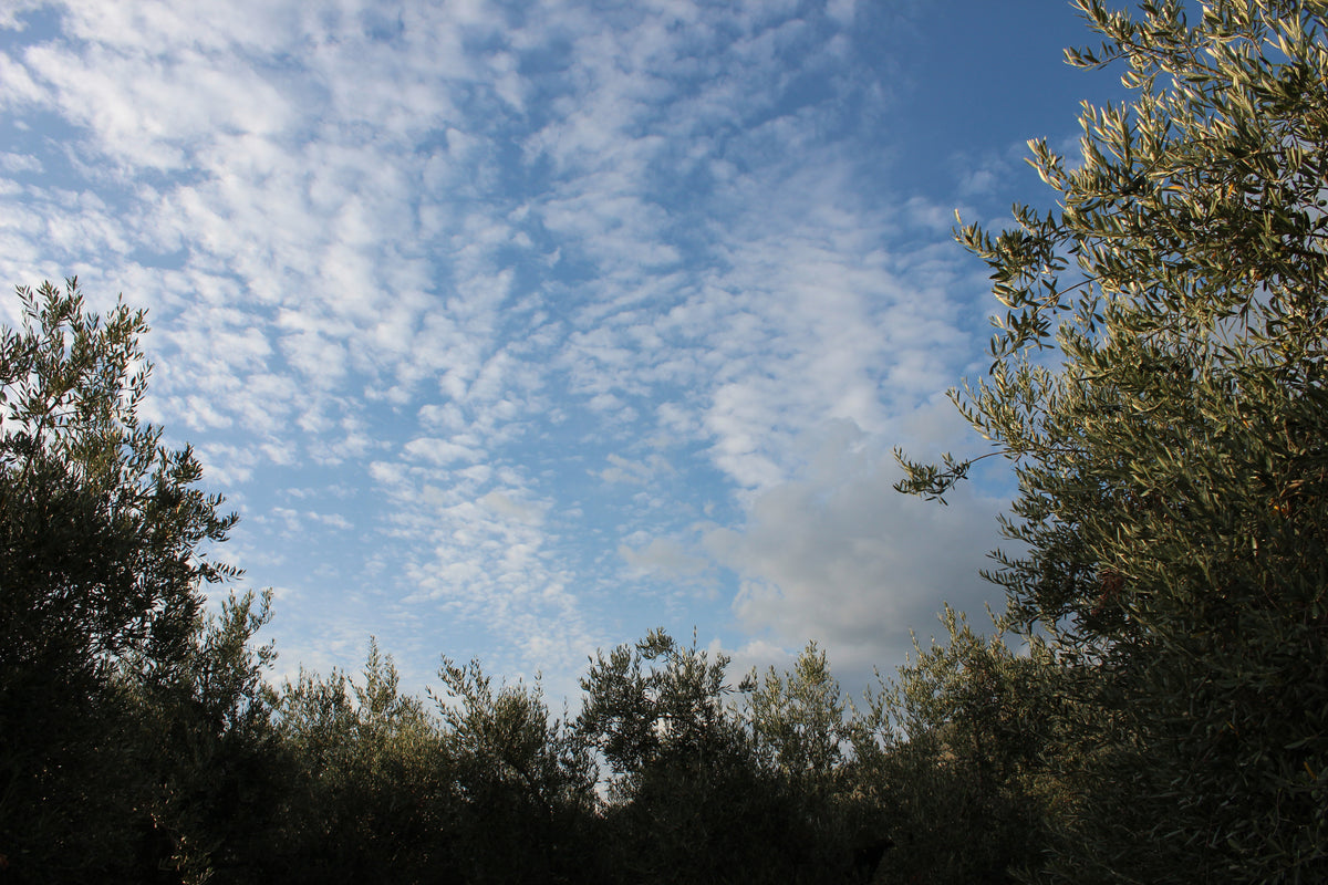 Tramonto sulle colline di Sonnino, uliveti Colle Bagnoli