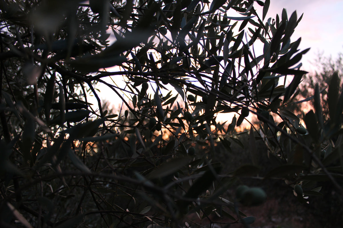 Tramonto sulle colline di Sonnino, uliveti Colle Bagnoli