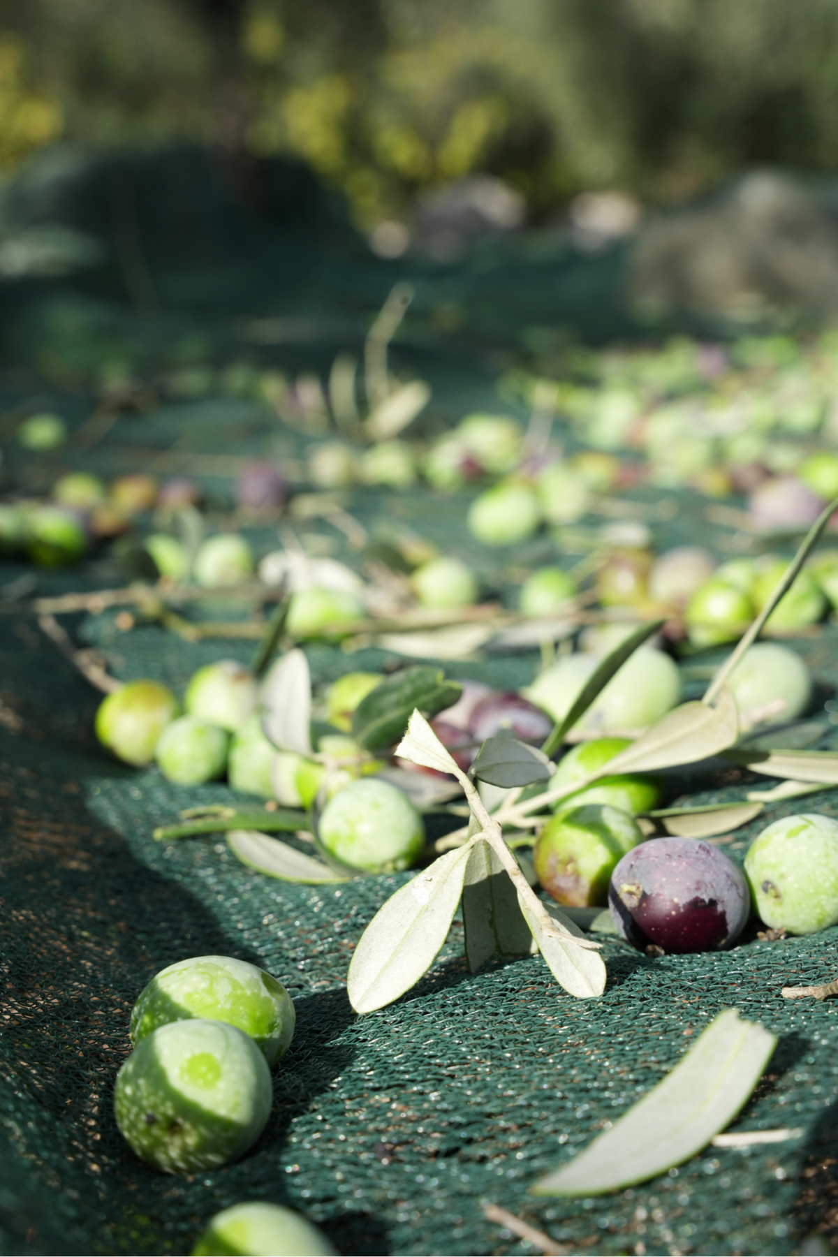 Raccolta a mano delle olive, in bianco e nero