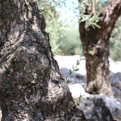 Dettaglio della raccolta delle olive