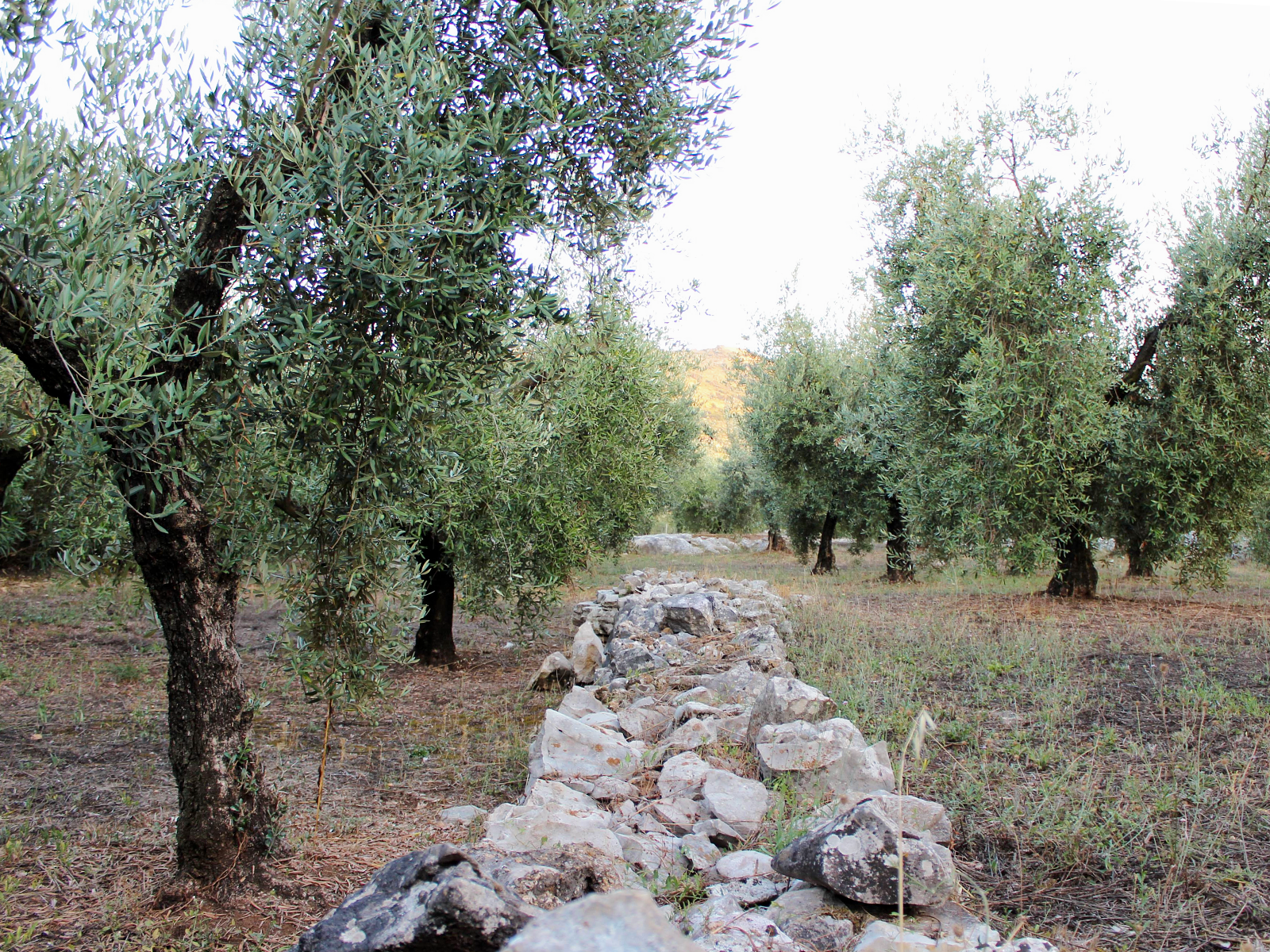 Uliveti di Sonnino sulle colline dell'Agro Pontino