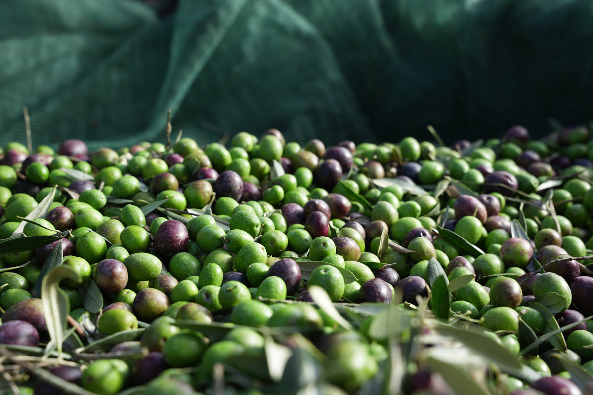 Dettaglio della raccolta delle olive