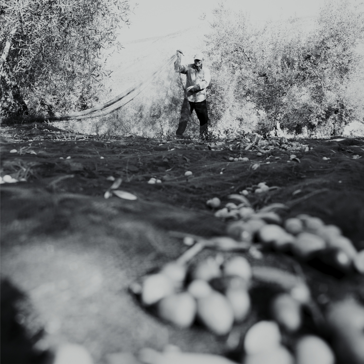 Raccolta a mano delle olive, in bianco e nero